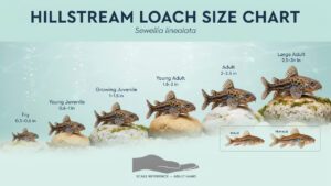 Hillstream Loach Size Chart: Length, Weight, Age & Growth Stages