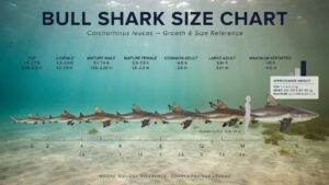 Bull Shark Size Chart: Length, Weight, Age & Growth Stages